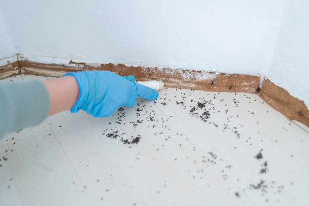 Best Flea Control Services  in Sun City Center, FL